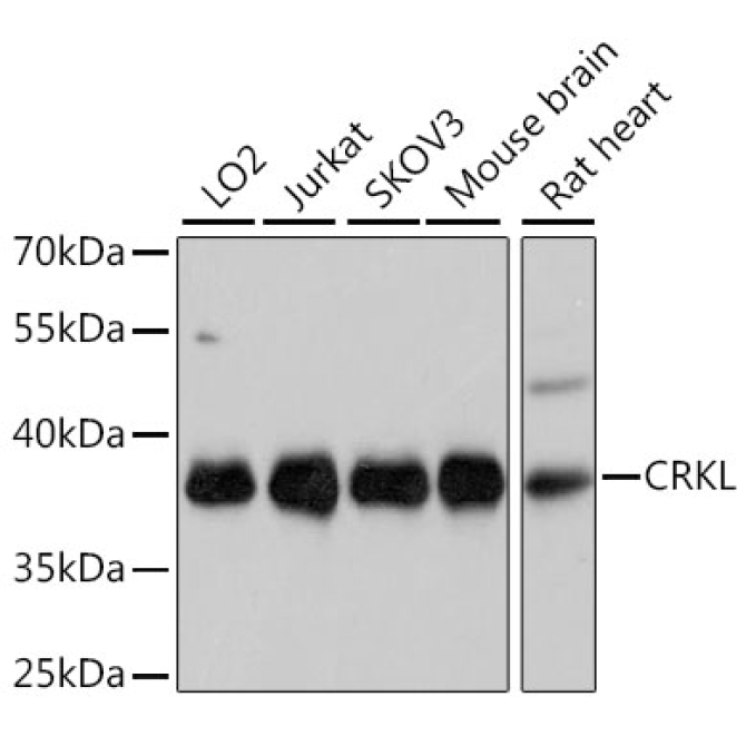 CRKL Rabbit Polyclonal Antibody