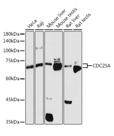 CDC25A Rabbit Polyclonal Antibody