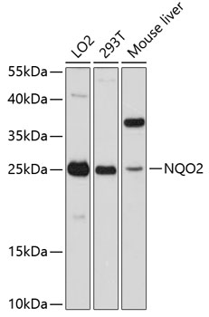 NQO2 Rabbit Polyclonal Antibody