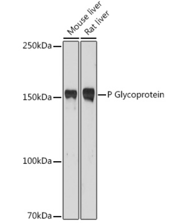 P Glycoprotein Rabbit Polyclonal Antibody