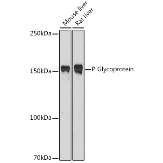 P Glycoprotein Rabbit Polyclonal Antibody