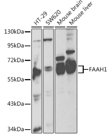 FAAH1 Rabbit Polyclonal Antibody
