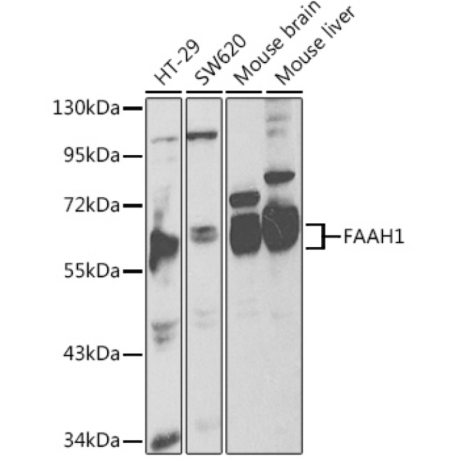 FAAH1 Rabbit Polyclonal Antibody