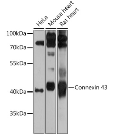Connexin 43 Rabbit Polyclonal Antibody