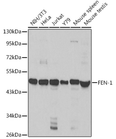 FEN-1 Rabbit Polyclonal Antibody