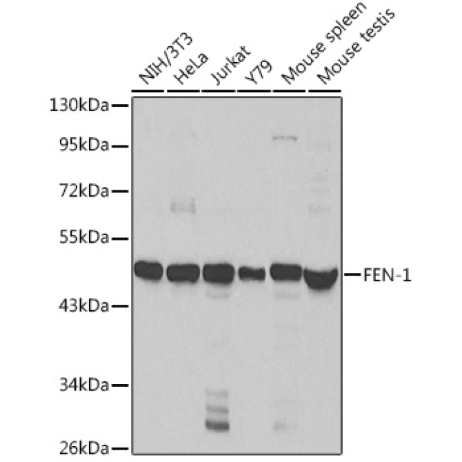 FEN-1 Rabbit Polyclonal Antibody