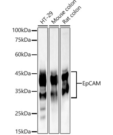 EpCAM Rabbit Polyclonal Antibody
