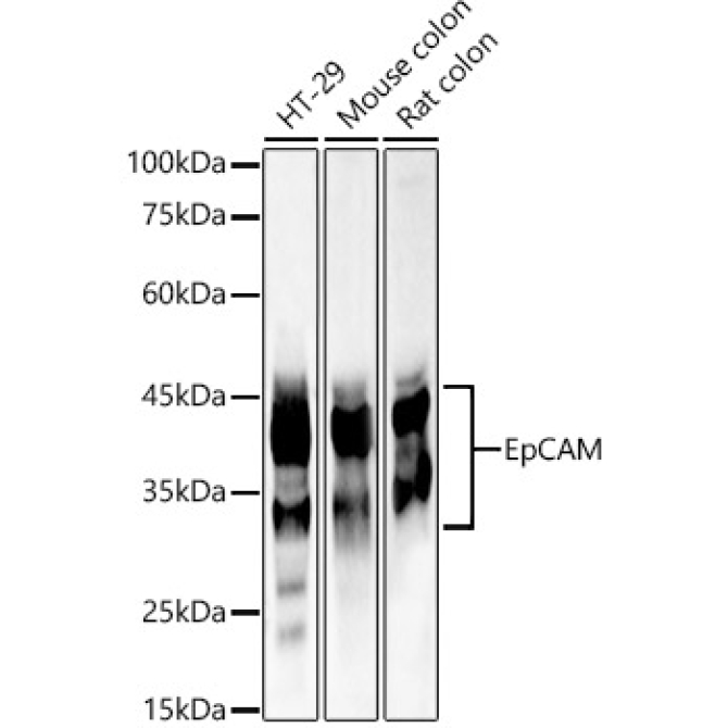 EpCAM Rabbit Polyclonal Antibody