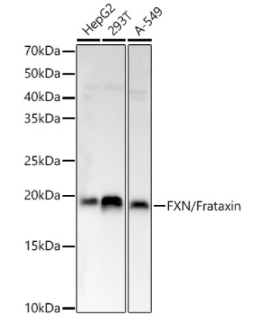 FXN / Frataxin Rabbit Polyclonal Antibody