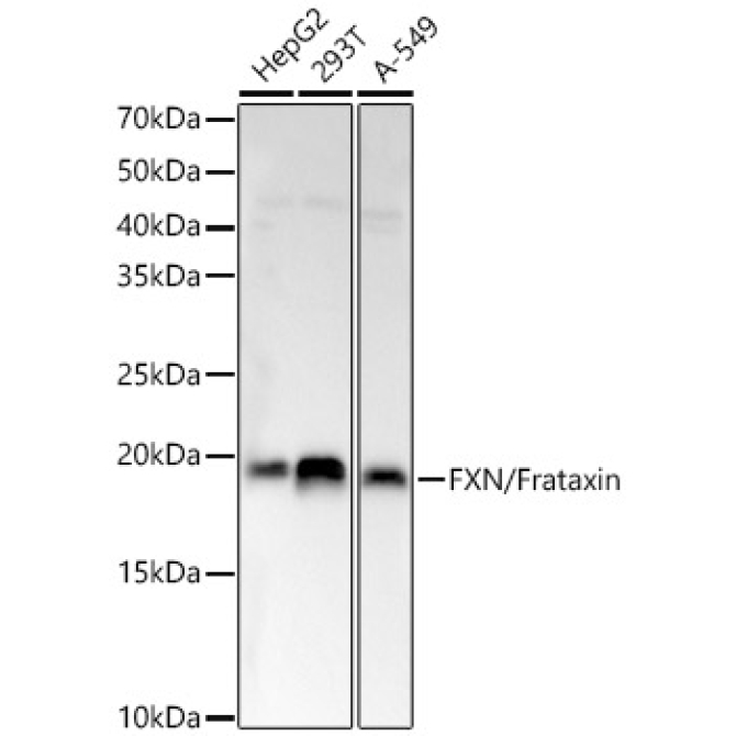 FXN / Frataxin Rabbit Polyclonal Antibody