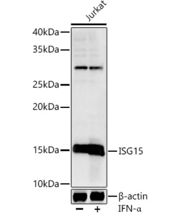 ISG15 Rabbit Polyclonal Antibody