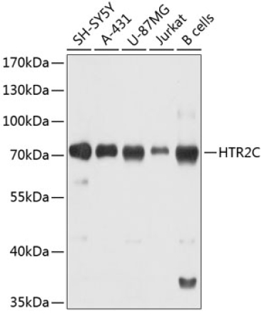 HTR2C Rabbit Polyclonal Antibody