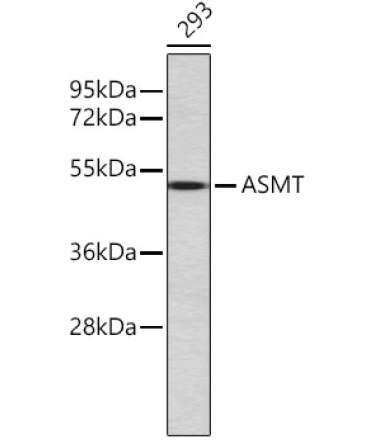 ASMT Rabbit Polyclonal Antibody
