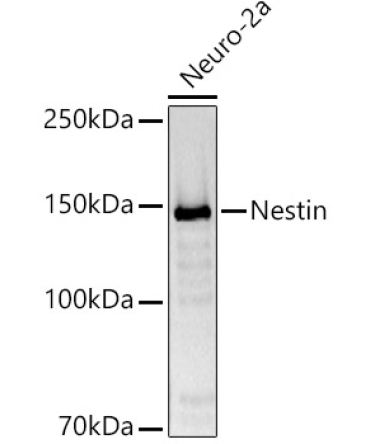 Nestin Rabbit Polyclonal Antibody