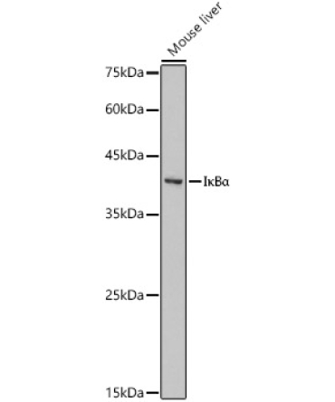 I?BAlpha Rabbit Polyclonal Antibody