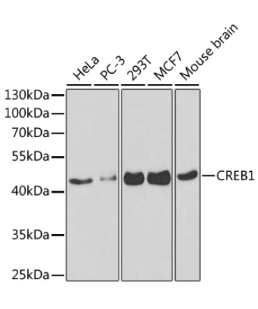 CREB1 Rabbit Polyclonal Antibody