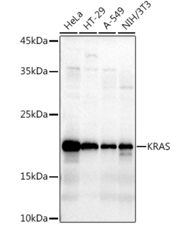 KRAS Rabbit Polyclonal Antibody