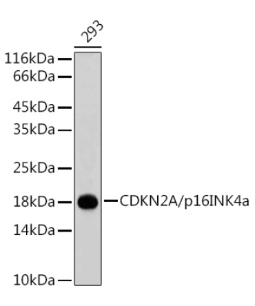 CDKN2A/p16INK4a Rabbit Polyclonal Antibody