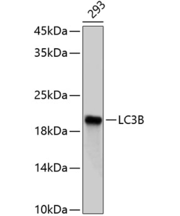 LC3B Rabbit Polyclonal Antibody