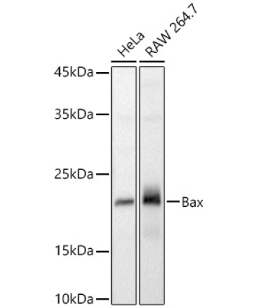 Bax Rabbit Polyclonal Antibody