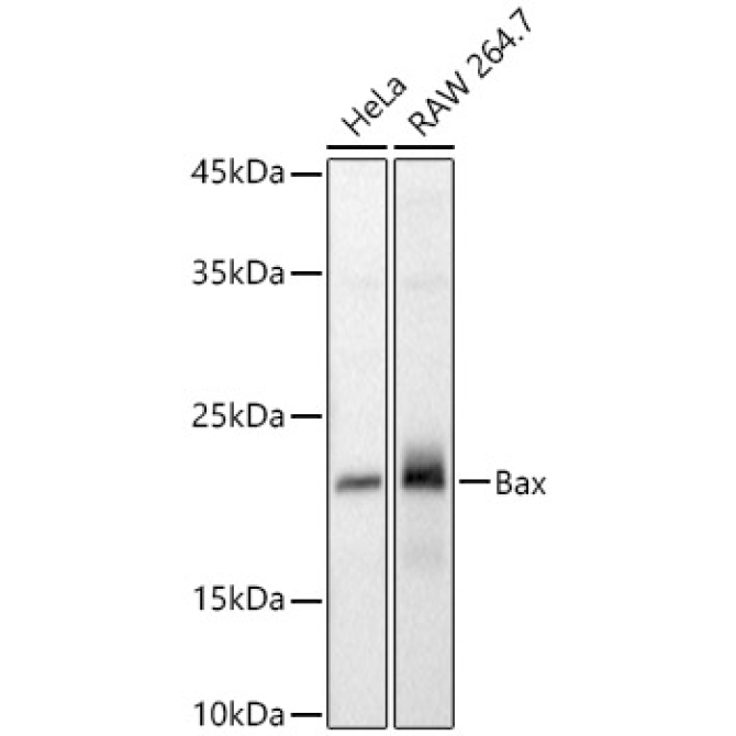Bax Rabbit Polyclonal Antibody
