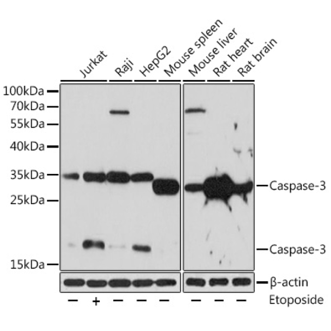Caspase-3 Rabbit Polyclonal Antibody