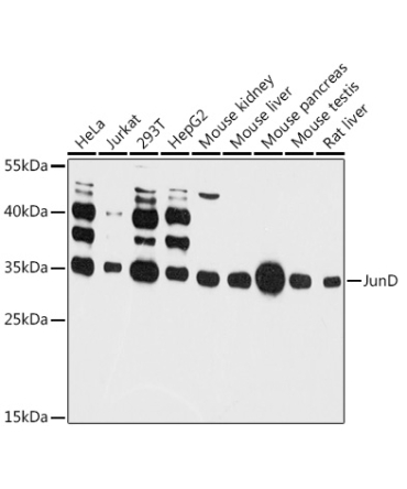JunD Rabbit Polyclonal Antibody