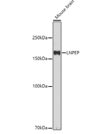 LNPEP Rabbit Polyclonal Antibody