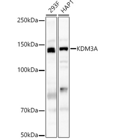 KDM3A Rabbit Polyclonal Antibody