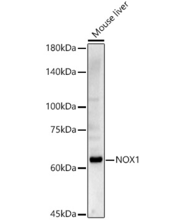 NOX1 Rabbit Polyclonal Antibody