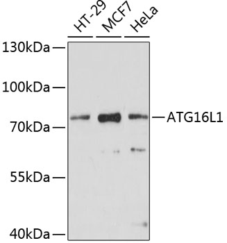 ATG16L1 Rabbit Polyclonal Antibody