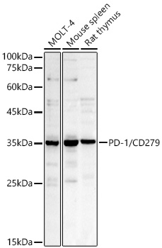 PD-1/CD279 Rabbit Polyclonal Antibody