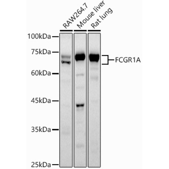 CD64 Rabbit Polyclonal Antibody