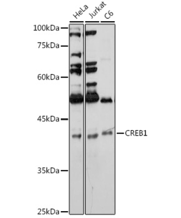 CREB1 Rabbit Polyclonal Antibody