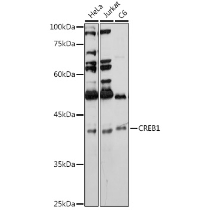 CREB1 Rabbit Polyclonal Antibody