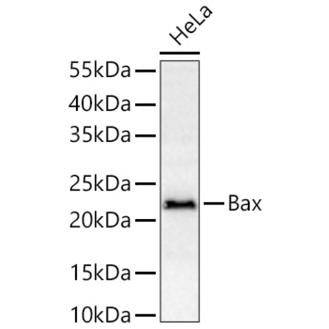 Bax Rabbit Polyclonal Antibody