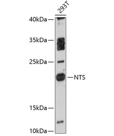 NTS Rabbit Polyclonal Antibody