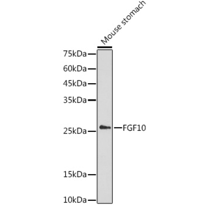 FGF10 Rabbit Polyclonal Antibody