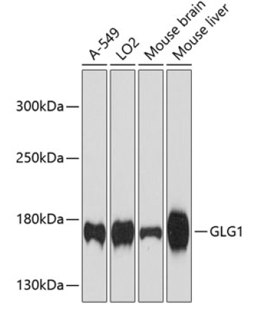 GLG1 Rabbit Polyclonal Antibody