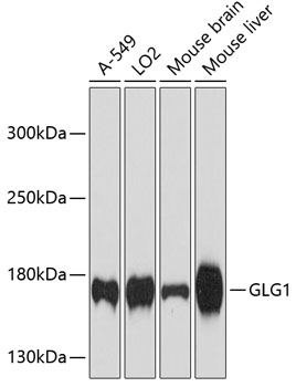 GLG1 Rabbit Polyclonal Antibody