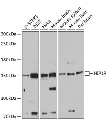 HIP1R Rabbit Polyclonal Antibody