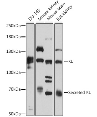 KL Rabbit Polyclonal Antibody