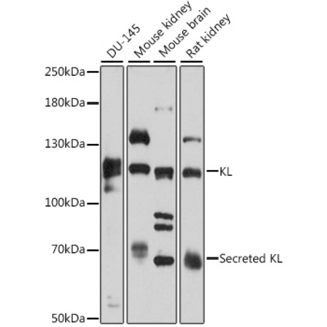 KL Rabbit Polyclonal Antibody