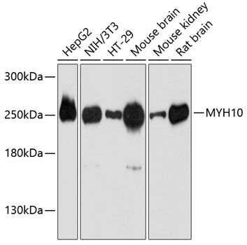 MYH10 Rabbit Polyclonal Antibody