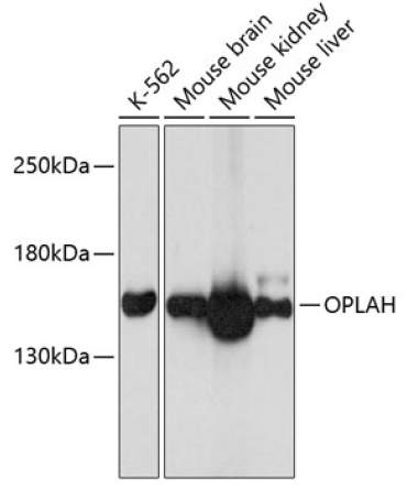 OPLAH Rabbit Polyclonal Antibody