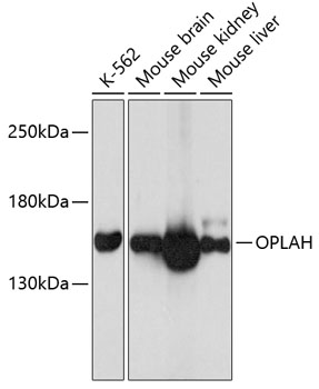 OPLAH Rabbit Polyclonal Antibody