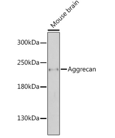Aggrecan Rabbit Polyclonal Antibody