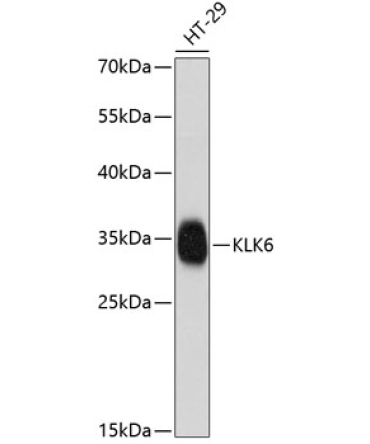 KLK6 Rabbit Polyclonal Antibody