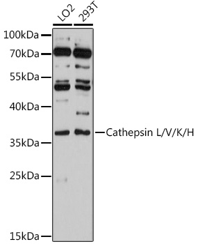 Cathepsin L/V/K/H Rabbit Polyclonal Antibody