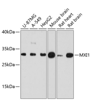 MXI1 Rabbit Polyclonal Antibody